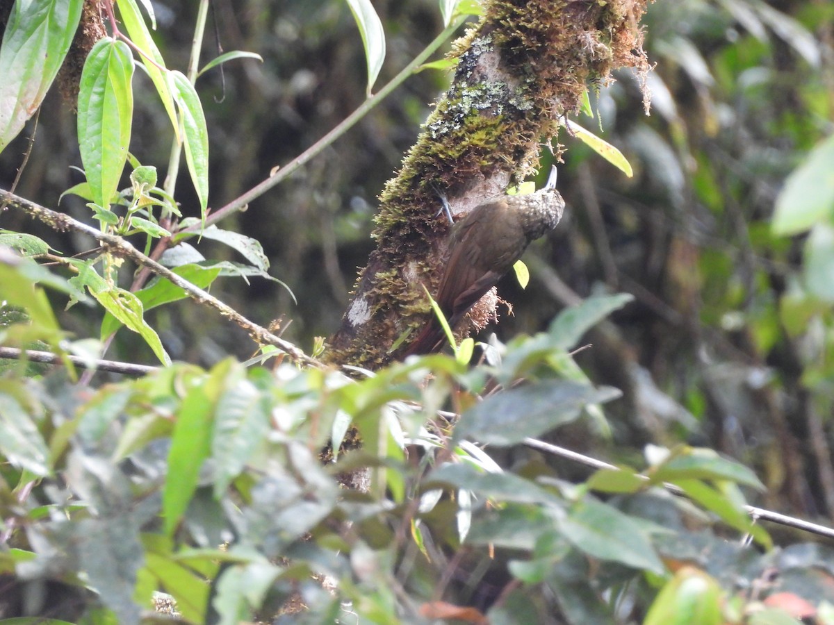 Olive-backed Woodcreeper - ML643334351