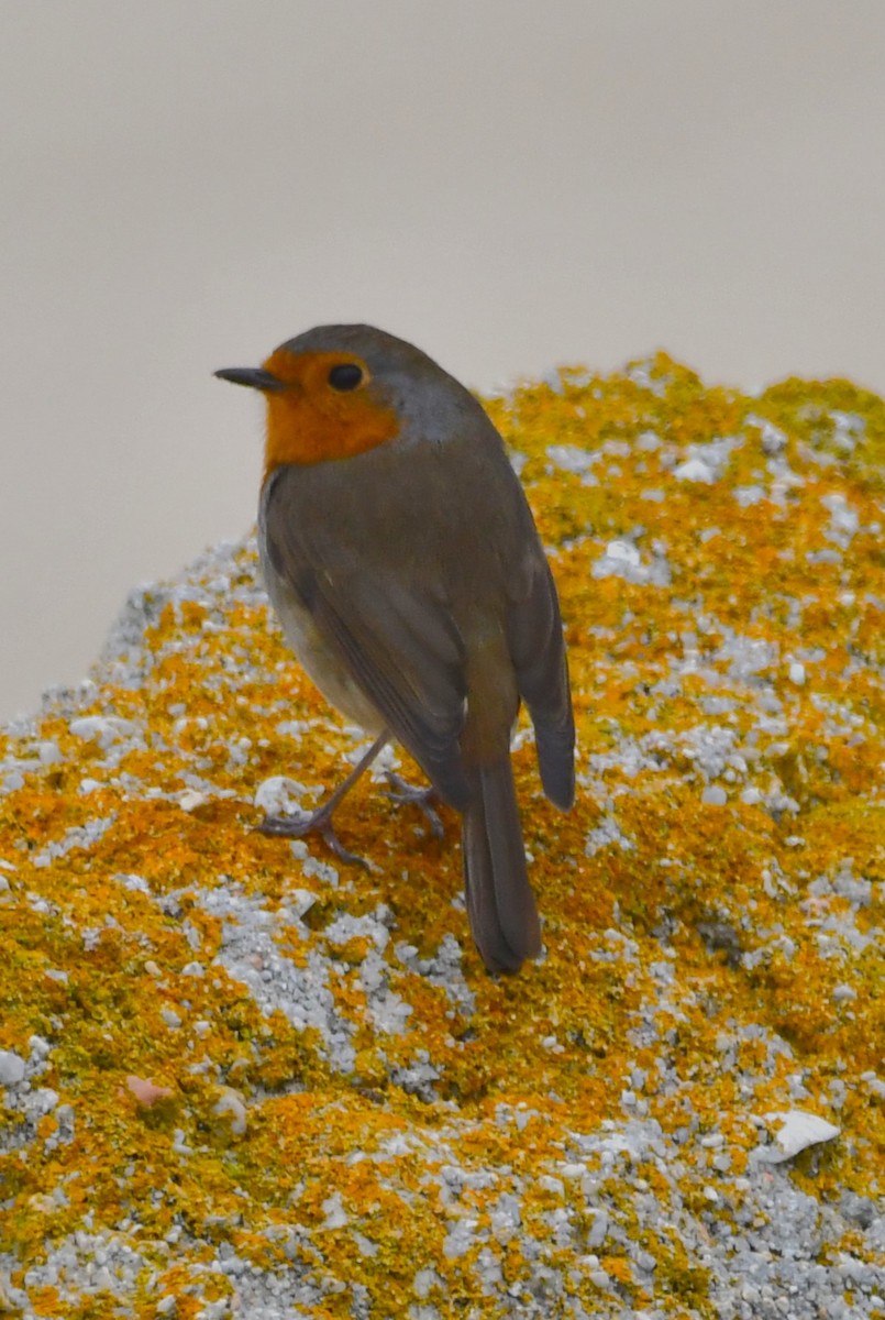 European Robin - ML643334354