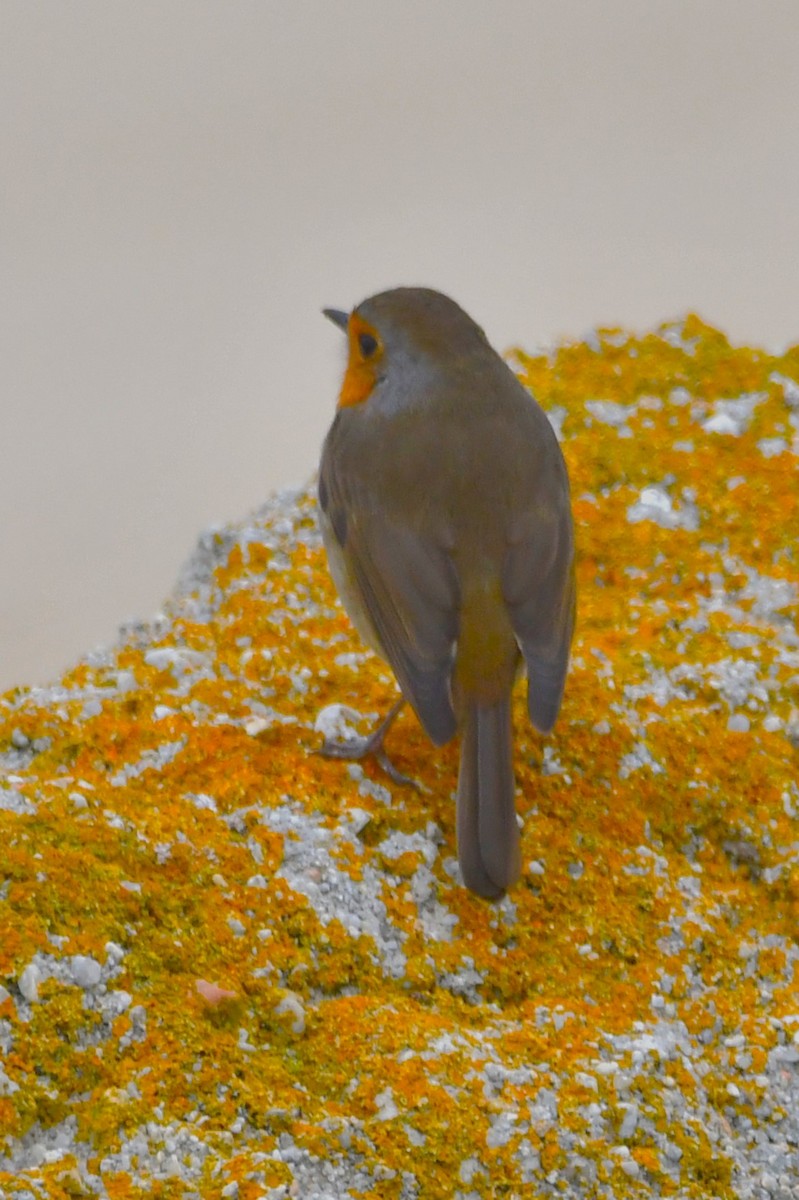 European Robin - ML643334355