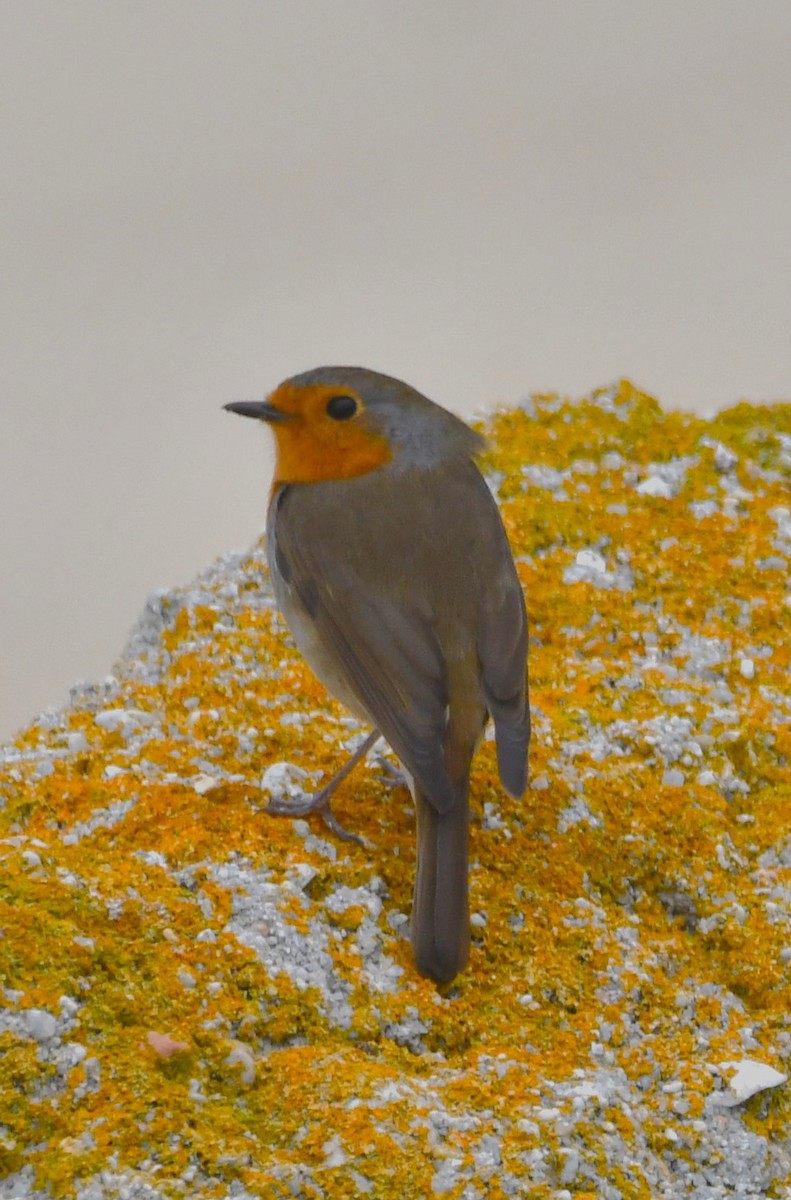 European Robin - ML643334356