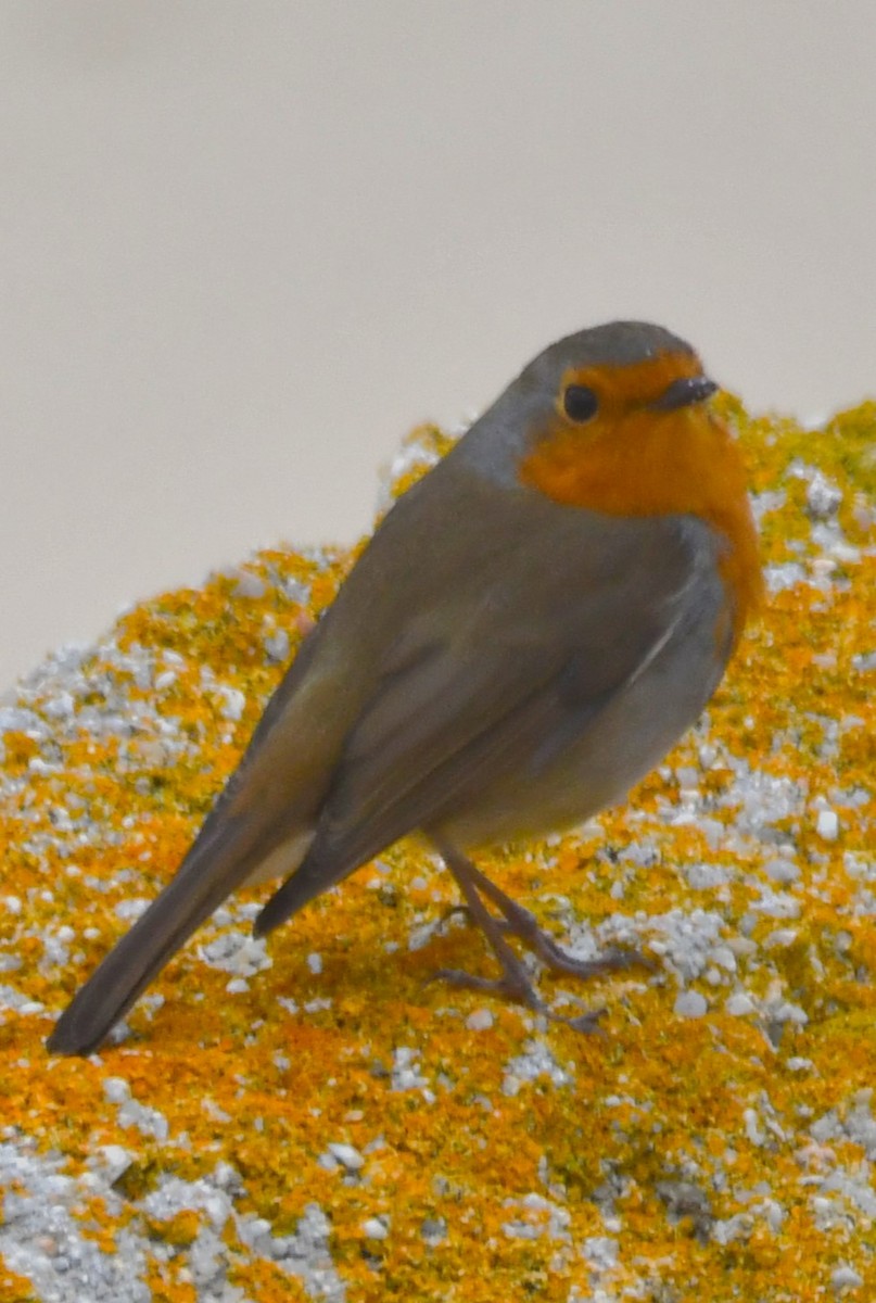 European Robin - ML643334357