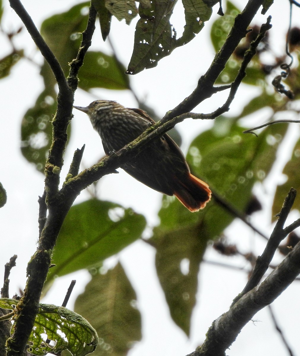 Streaked Xenops - ML643334358