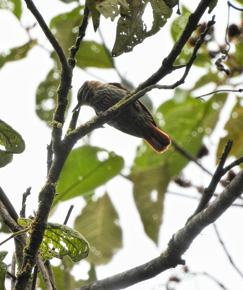 Streaked Xenops - ML643334359