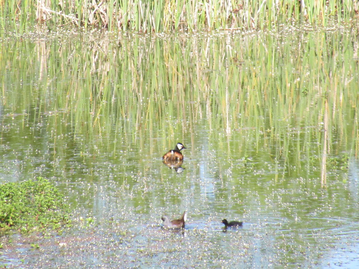 Silvery Grebe - ML643334361