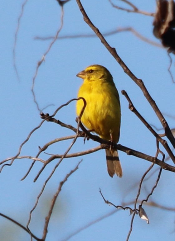 Brimstone Canary - ML643334362