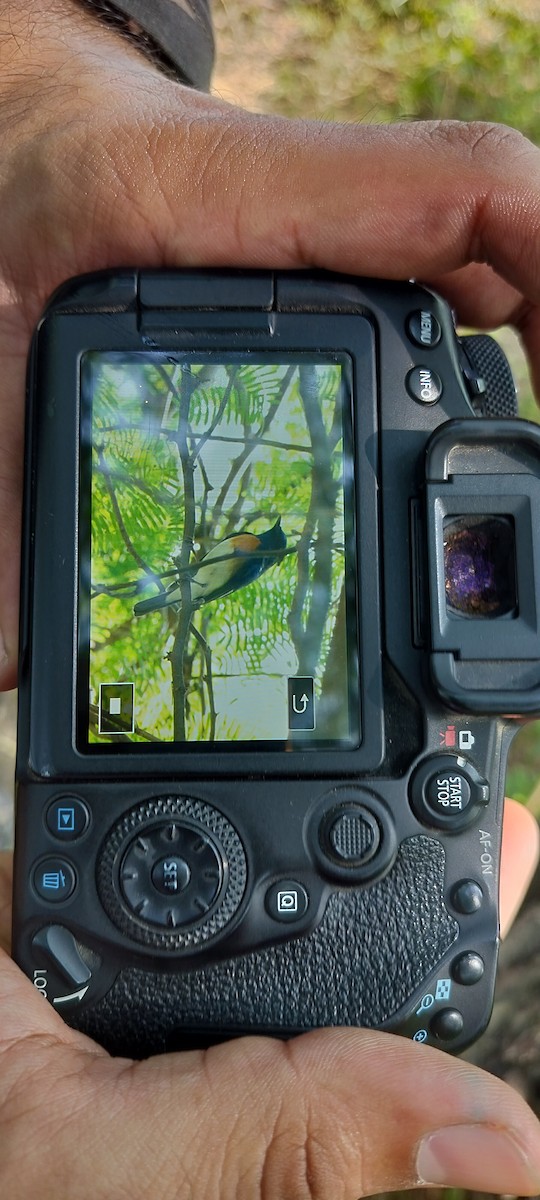 Blue-throated Flycatcher - ML643334376