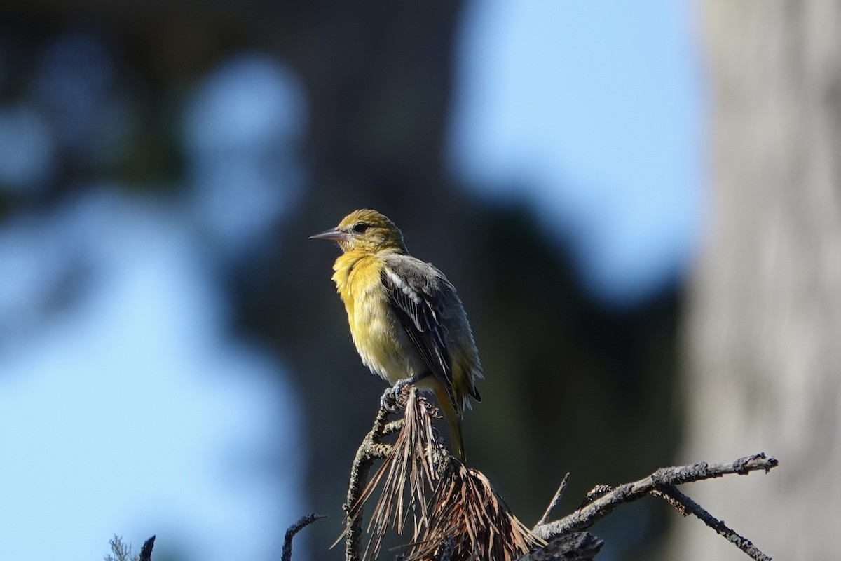 Baltimore Oriole - ML643334377