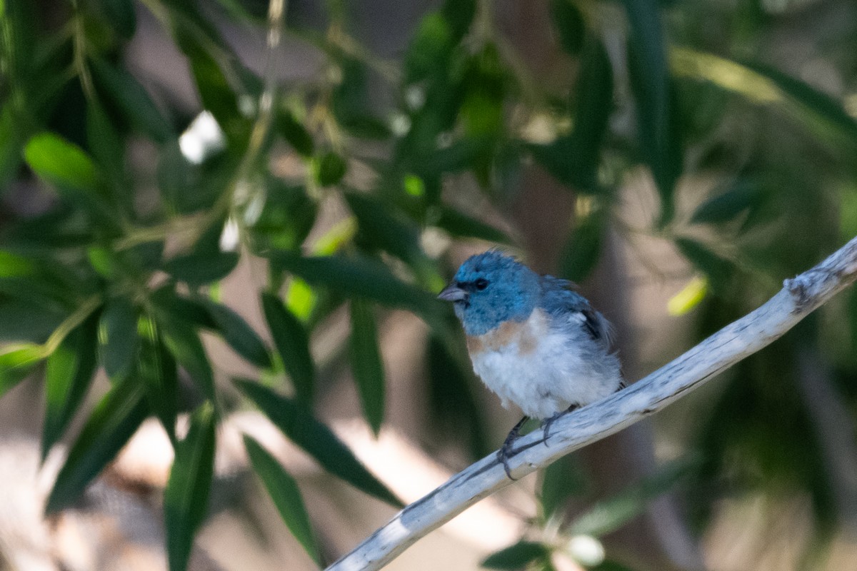 Lazuli Bunting - ML643334390