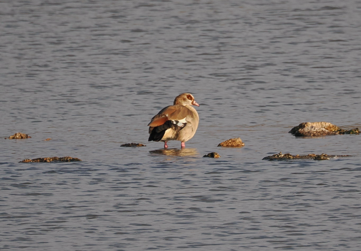 Egyptian Goose - ML643334391
