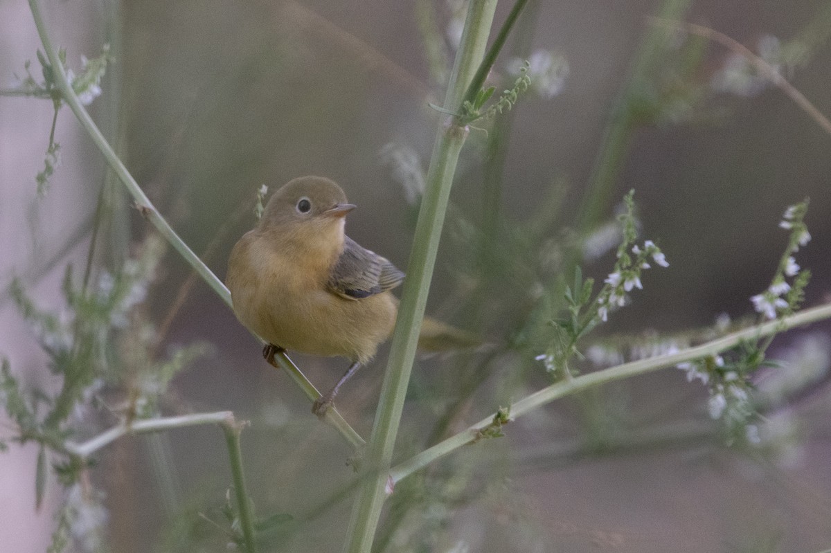 Yellow Warbler (Northern) - ML643334399