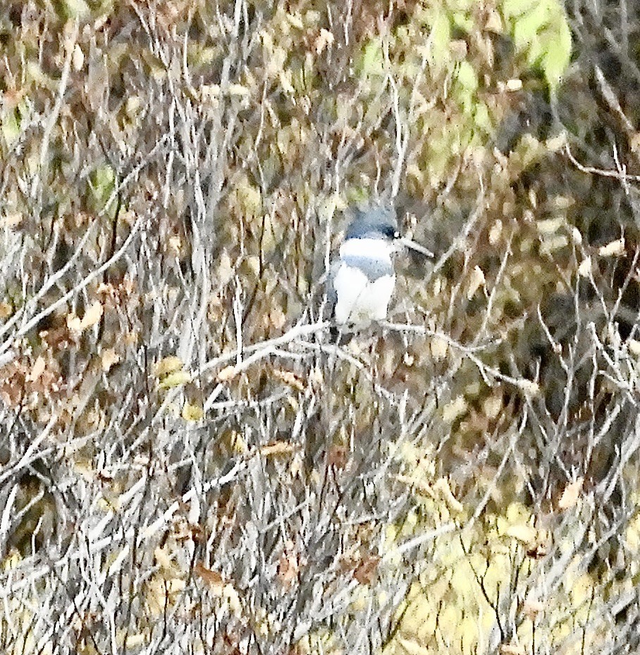 Belted Kingfisher - ML643334403