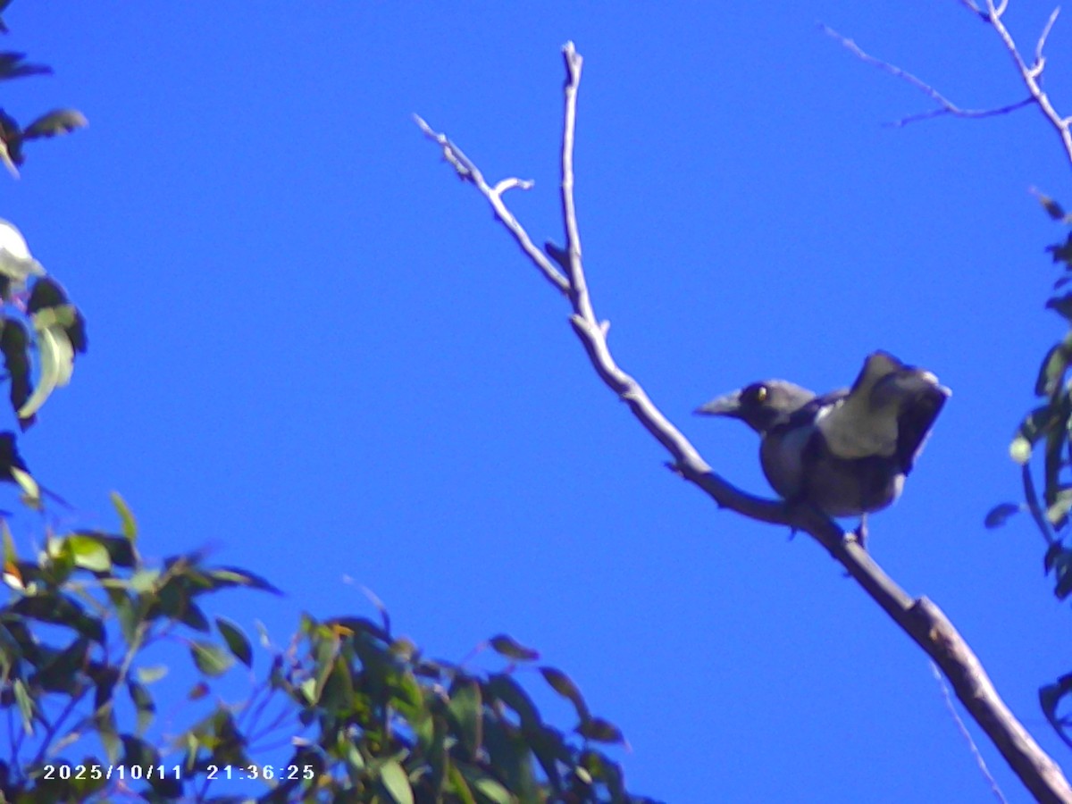 Gray Currawong - ML643334424