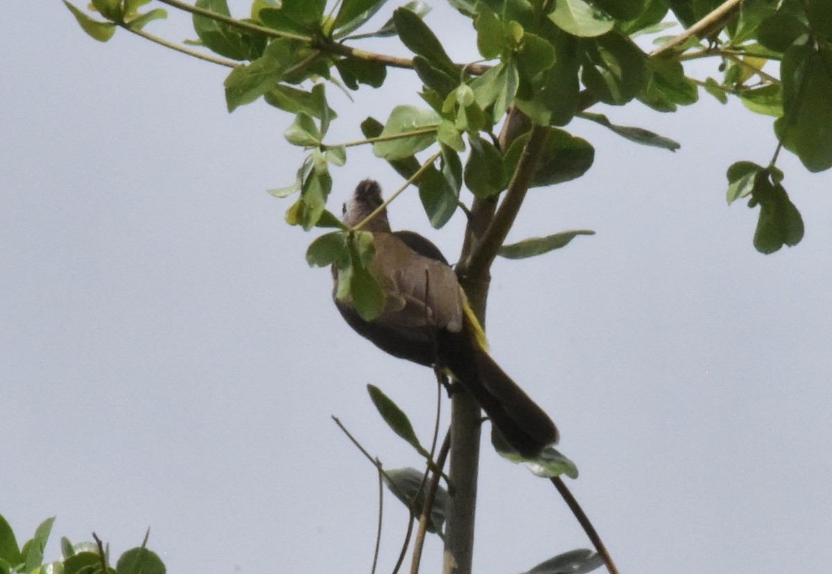 Yellow-vented Bulbul - ML643334425