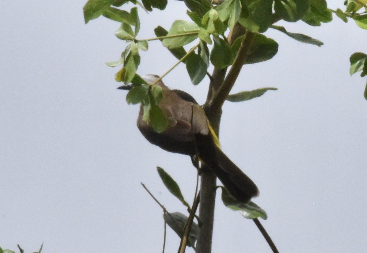 Yellow-vented Bulbul - ML643334426