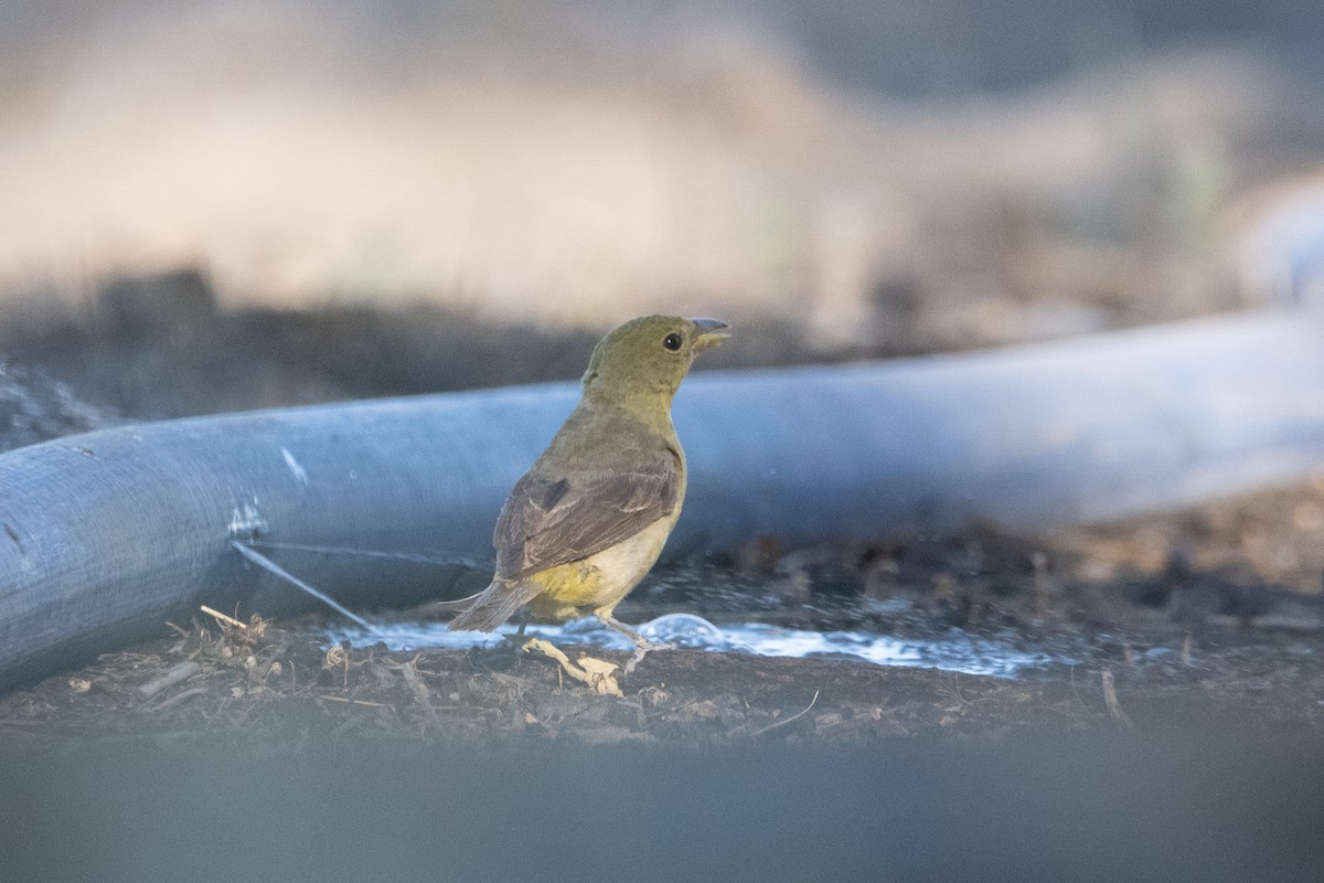 Western Tanager - ML643334429