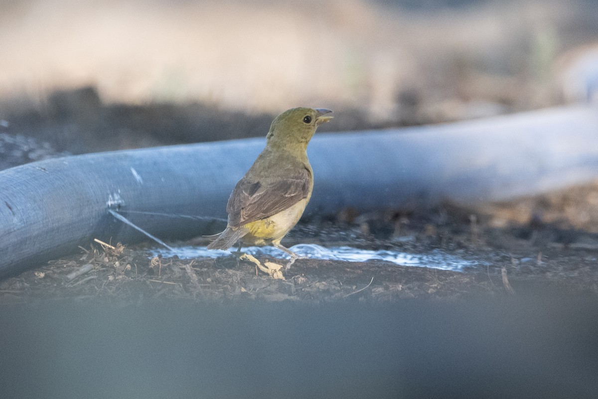 Western Tanager - ML643334430