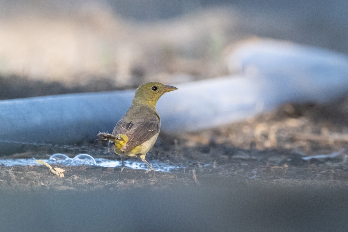 Western Tanager - ML643334431