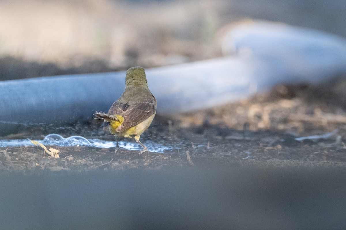 Western Tanager - ML643334432