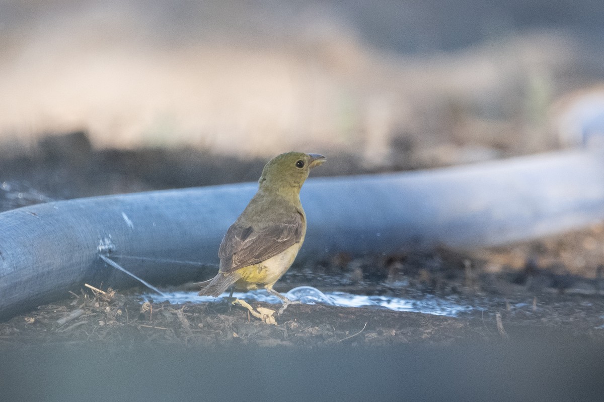 Western Tanager - ML643334433