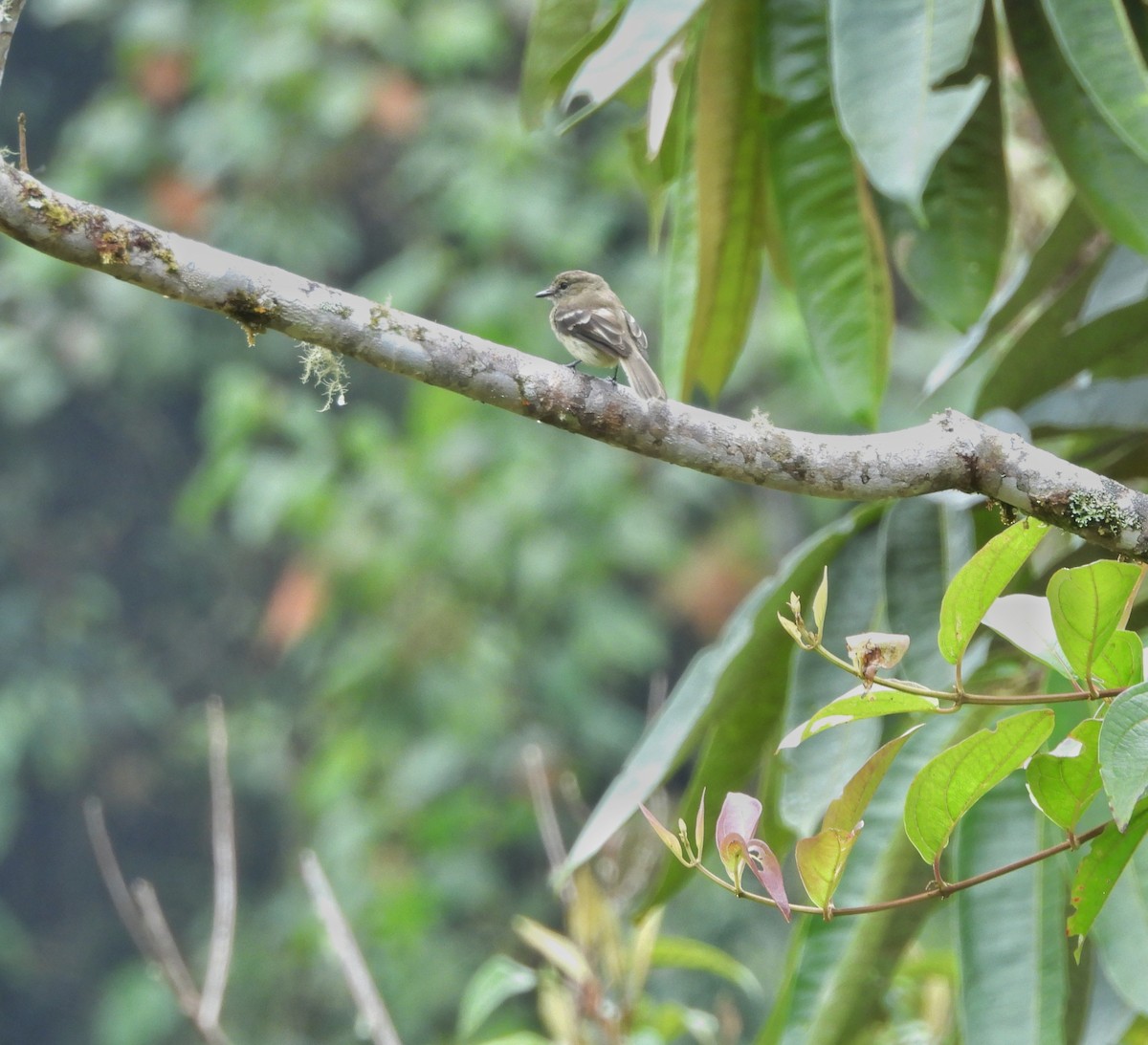Olive-chested Flycatcher - ML643334436