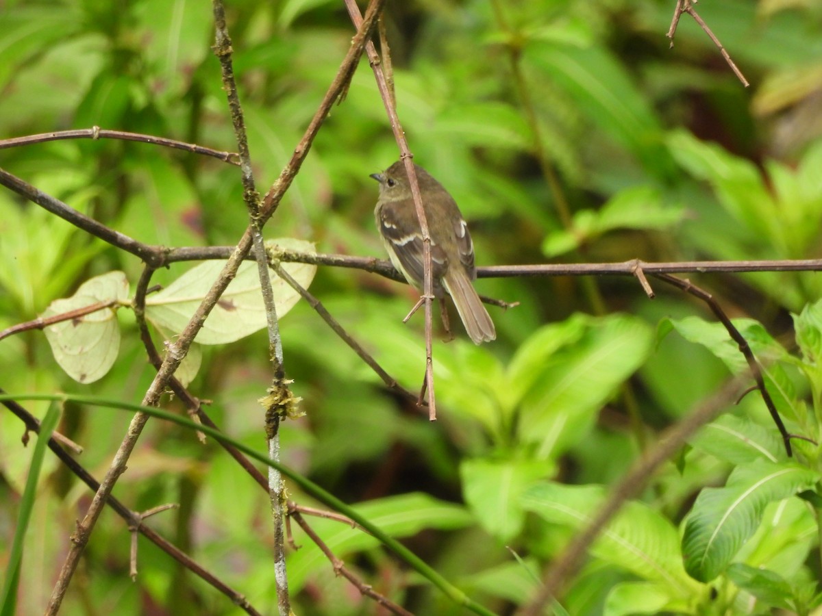 Olive-chested Flycatcher - ML643334437