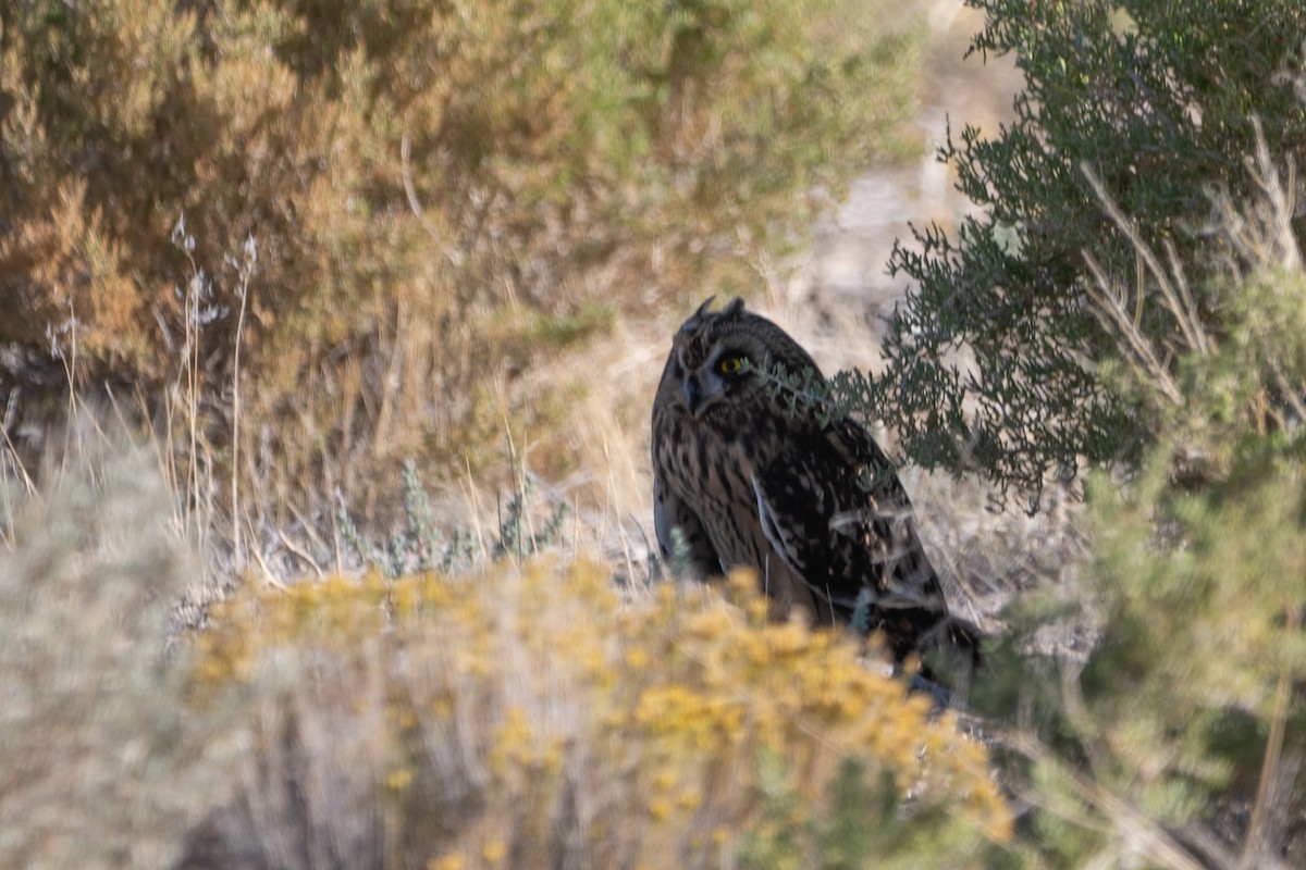 Short-eared Owl - ML643334438