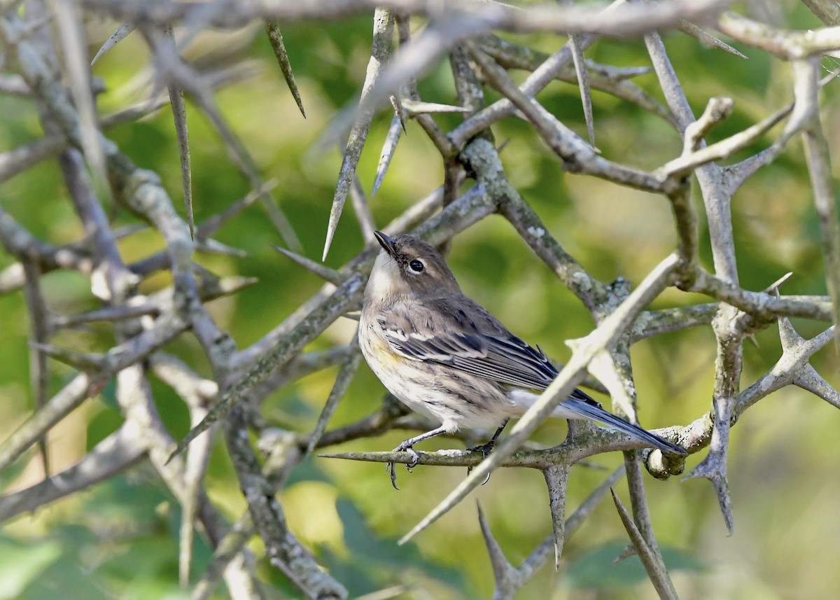 Миртовый певун (coronata) - ML643334490