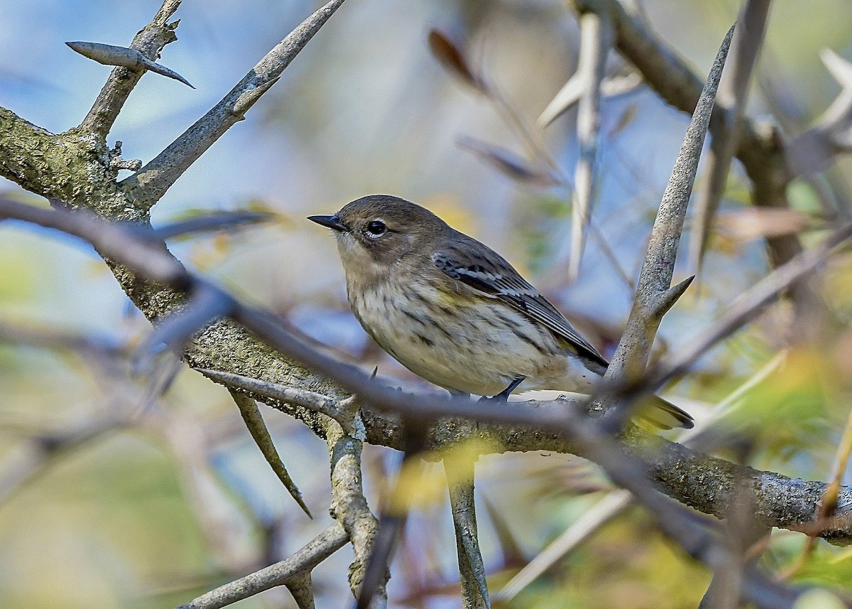 Миртовый певун (coronata) - ML643334491