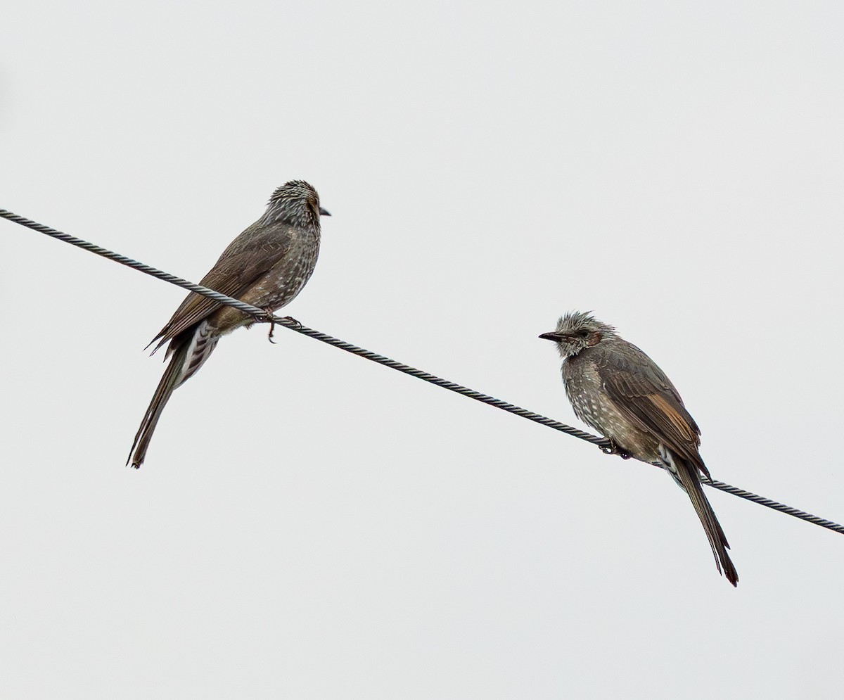 Brown-eared Bulbul - ML643334507