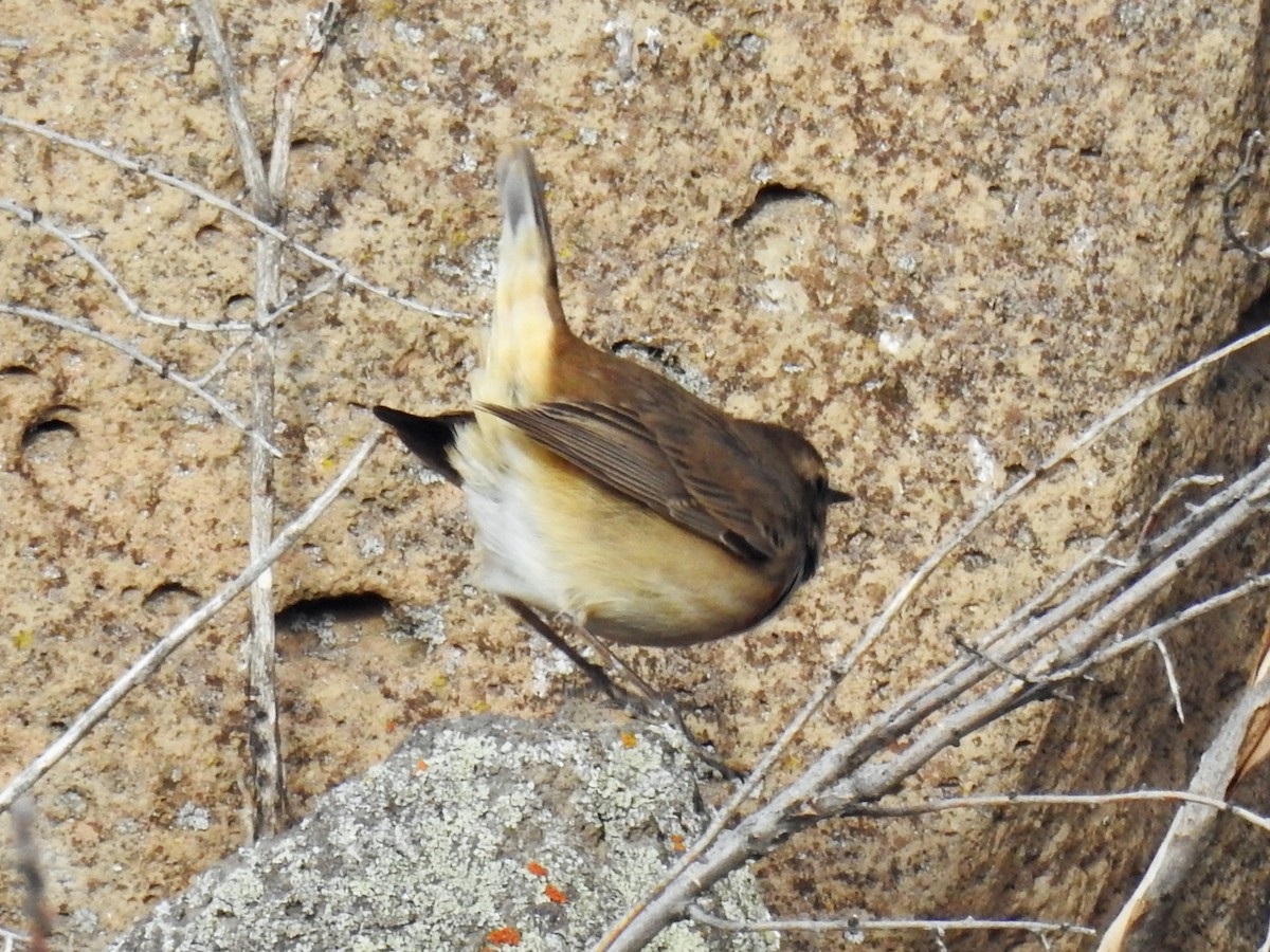 Papourdina - ML643334508