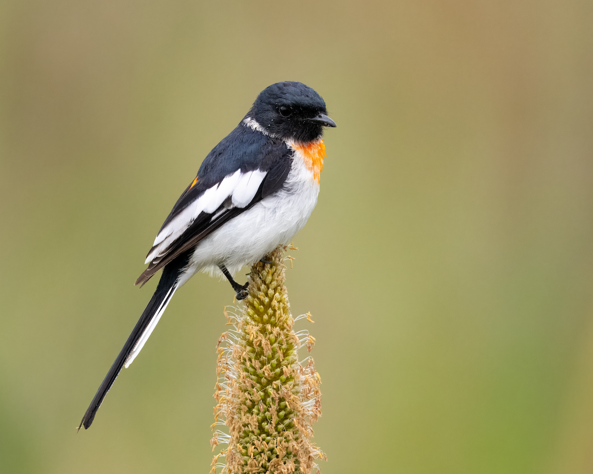 White-bellied Minivet - ML643334509