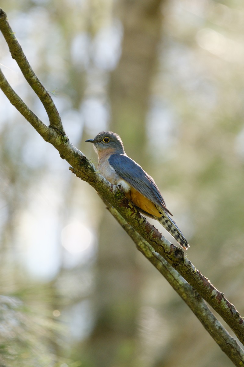 Fan-tailed Cuckoo - ML643334512