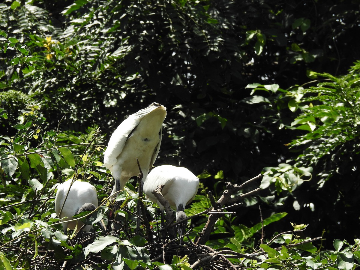 Ibis burubeltza - ML643334522