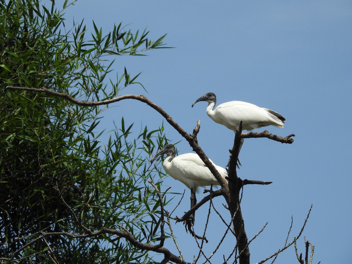 Ibis burubeltza - ML643334523