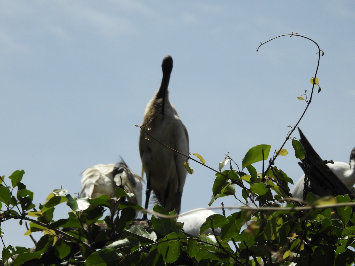 Ibis burubeltza - ML643334524
