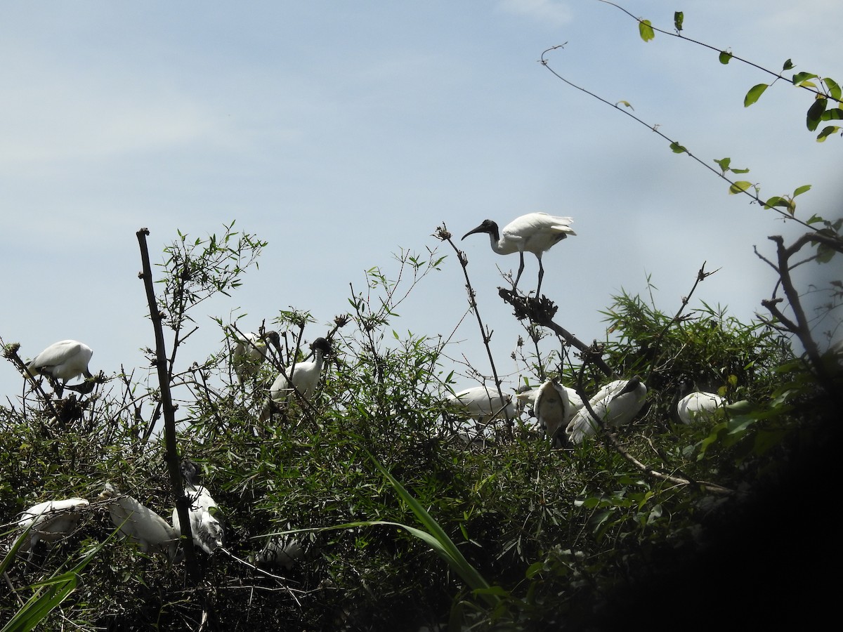 Ibis burubeltza - ML643334525
