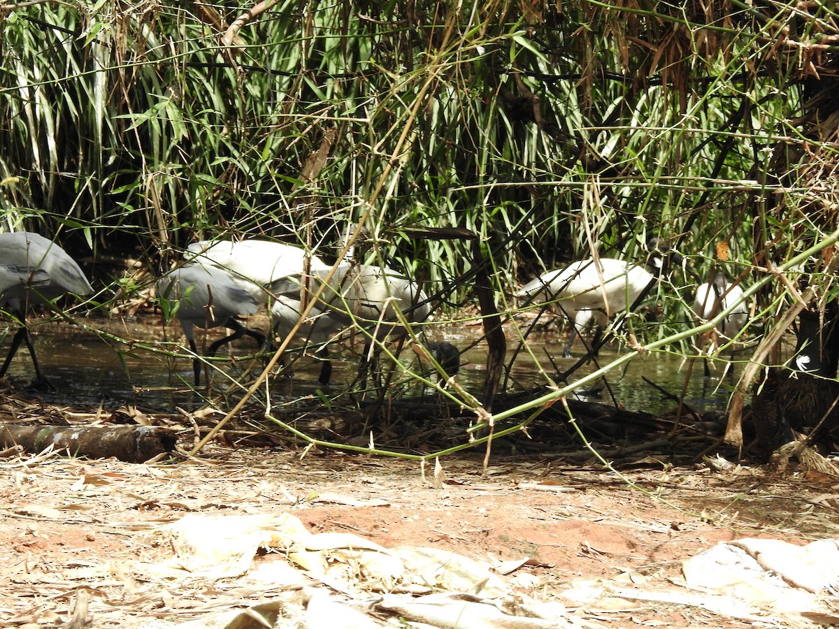 Ibis burubeltza - ML643334527