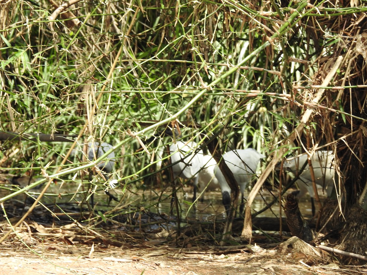 Ibis burubeltza - ML643334528