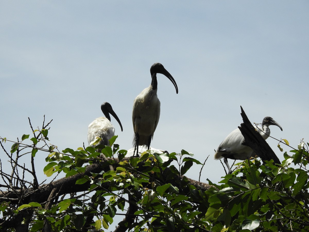 Ibis burubeltza - ML643334529