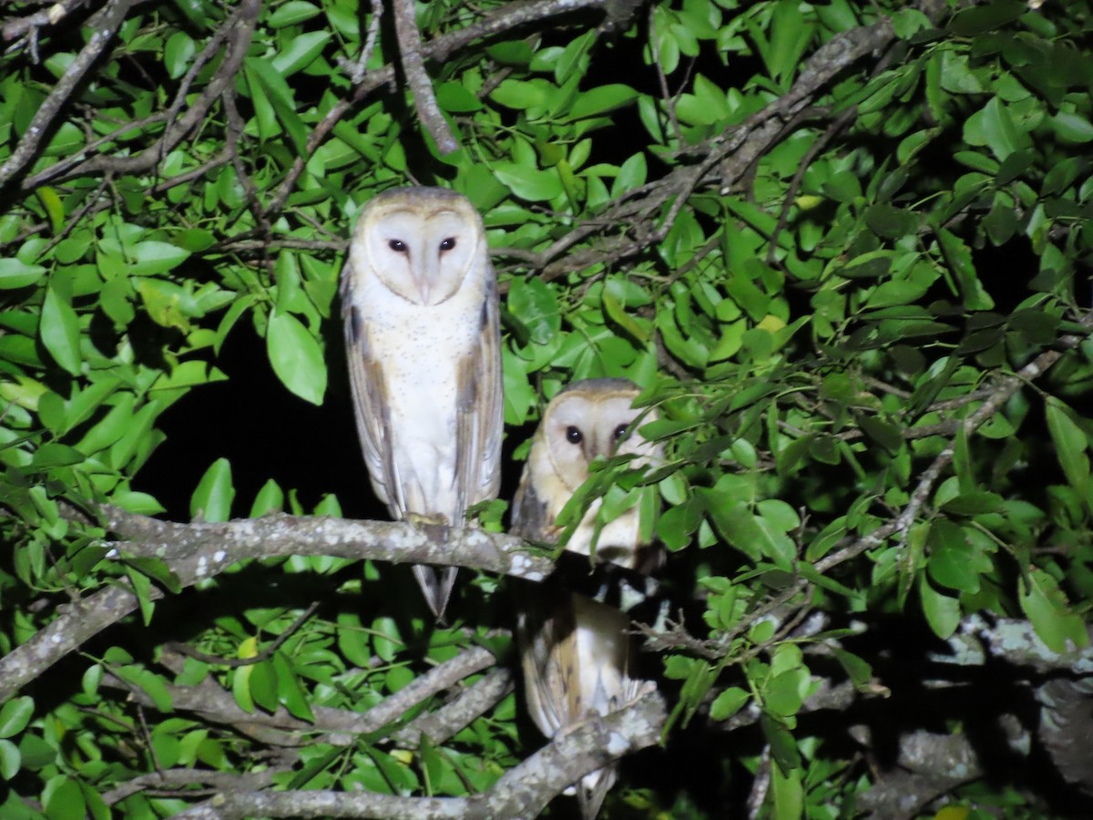 American Barn Owl - ML643334532
