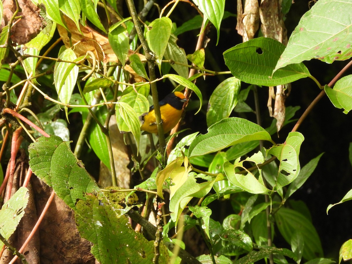Orange-bellied Euphonia - ML643334533