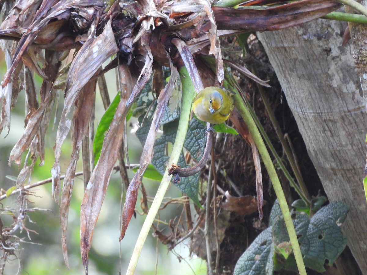 Orange-bellied Euphonia - ML643334534