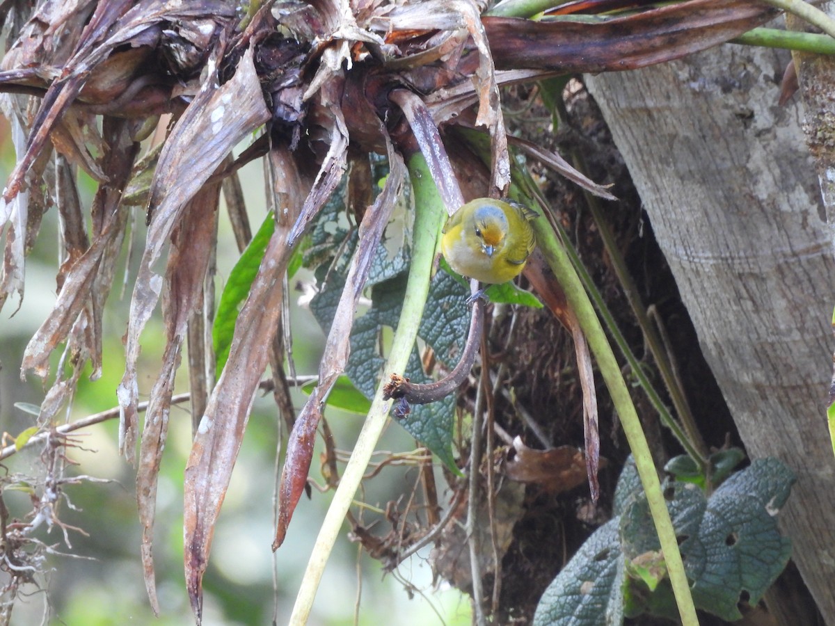 Orange-bellied Euphonia - ML643334535
