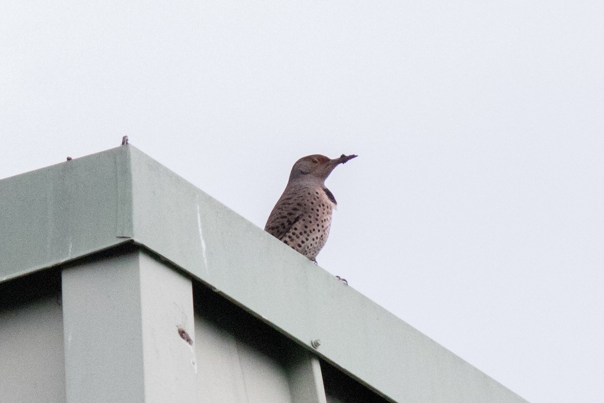 Northern Flicker - ML643334569