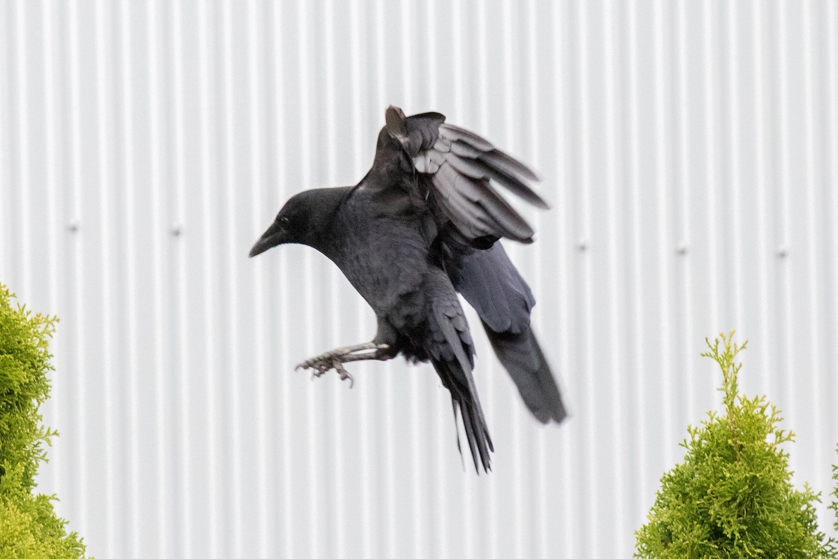 American Crow - ML643334571