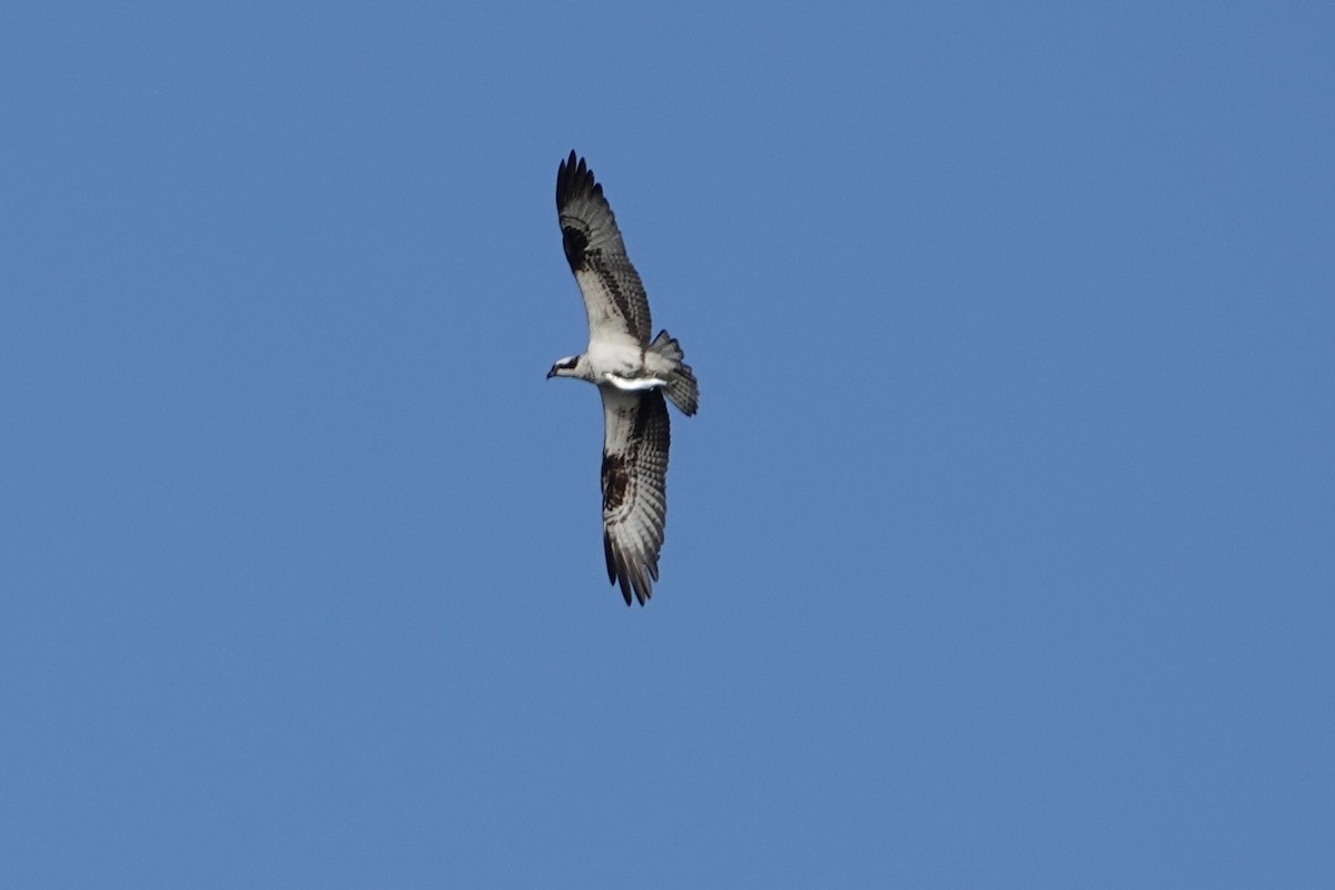Osprey - ML643334572