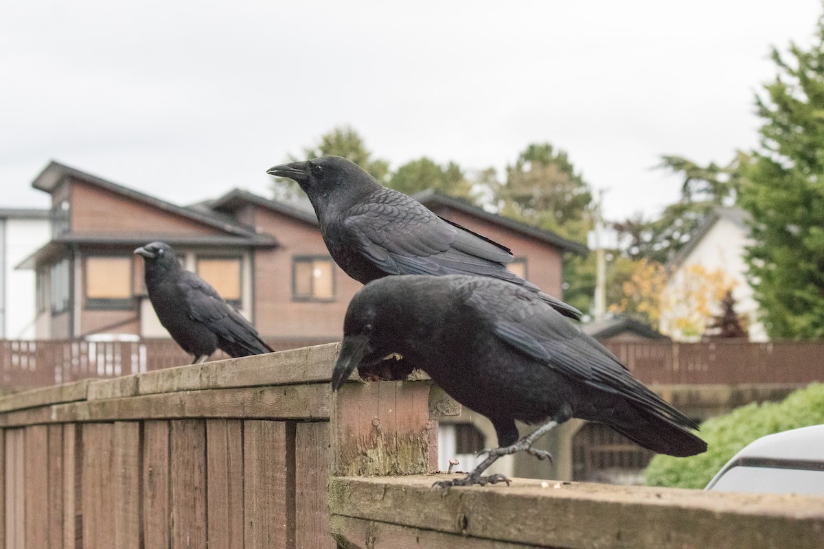 American Crow - ML643334578