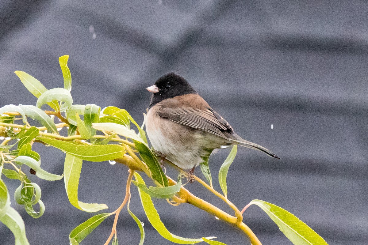 Dark-eyed Junco - ML643334584