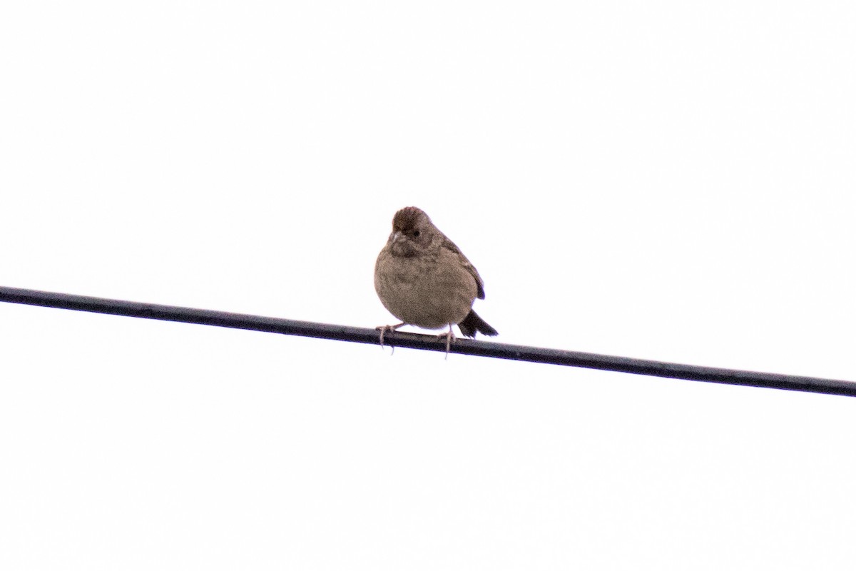 Golden-crowned Sparrow - ML643334587