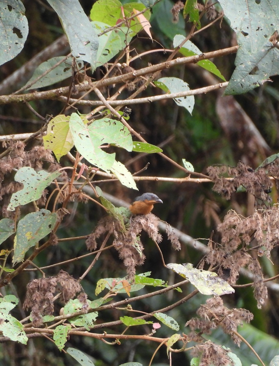 Rufous-crested Tanager - ML643334589